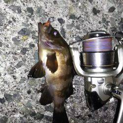 初タコから、メバル